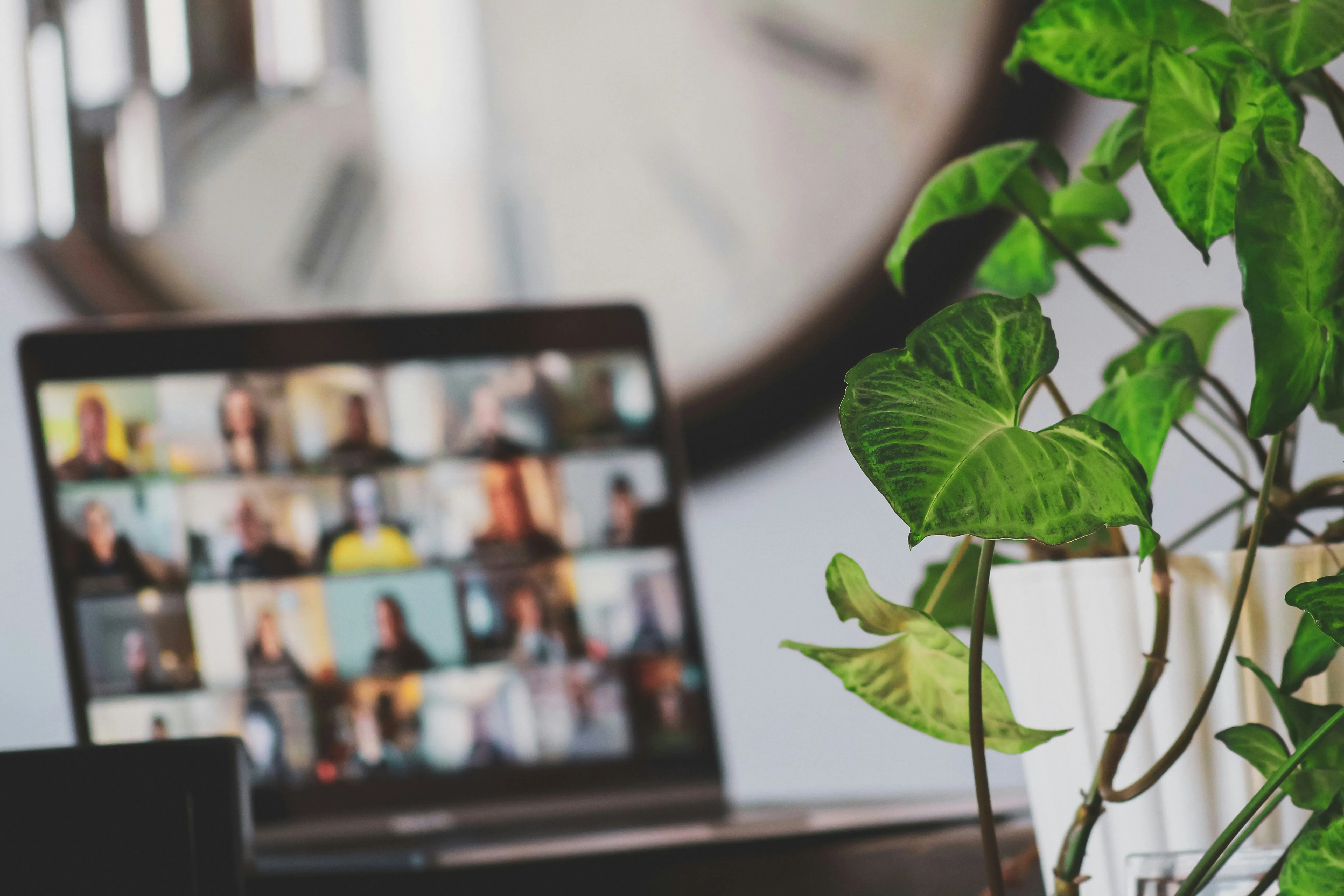 Laptop showing a video call near a houseplant